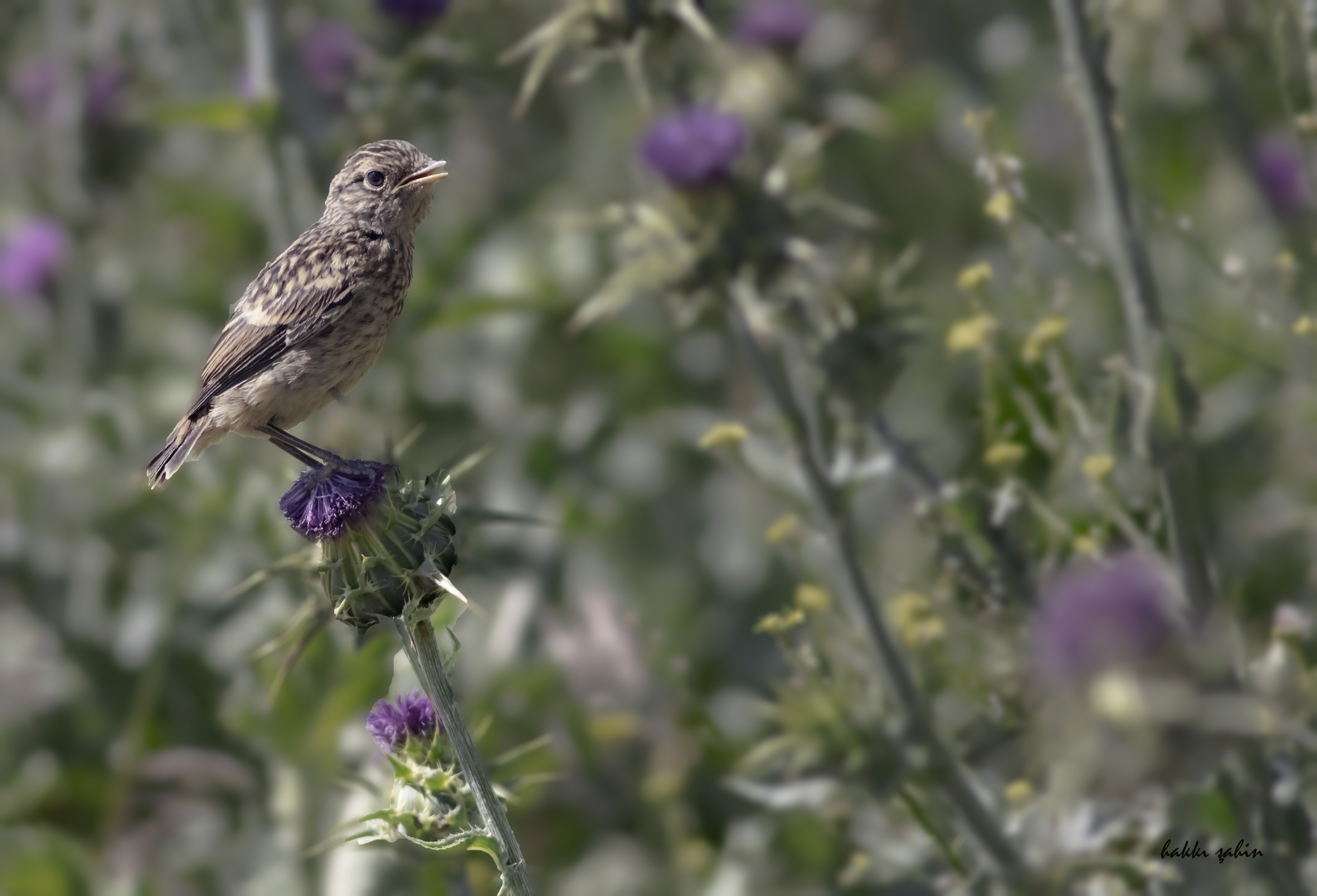 European Stonechat